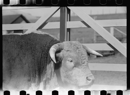 Untitled photo, possibly related to: Purebred Hereford bull, Willow Creek Ranch, Montana