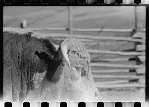 Untitled photo, possibly related to: Purebred Hereford bull, Willow Creek Ranch, Montana