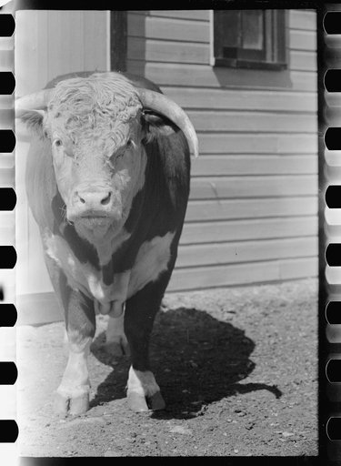 Untitled photo, possibly related to: Purebred Hereford bull, Willow Creek Ranch, Montana