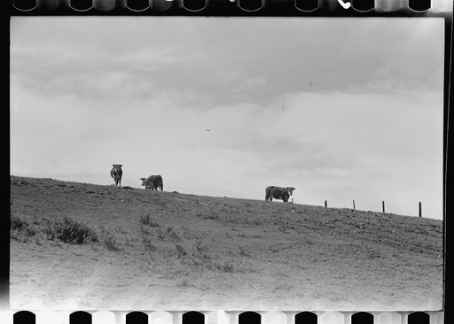 Untitled photo, possibly related to: Purebred Hereford bull, Willow Creek Ranch, Montana