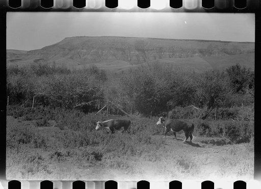 Untitled photo, possibly related to: Purebred Hereford bull, Willow Creek Ranch, Montana
