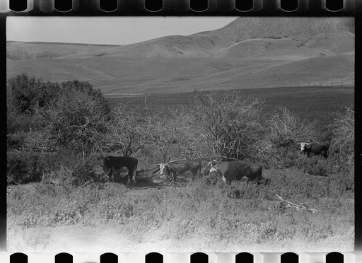 Untitled photo, possibly related to: Purebred Hereford bull, Willow Creek Ranch, Montana