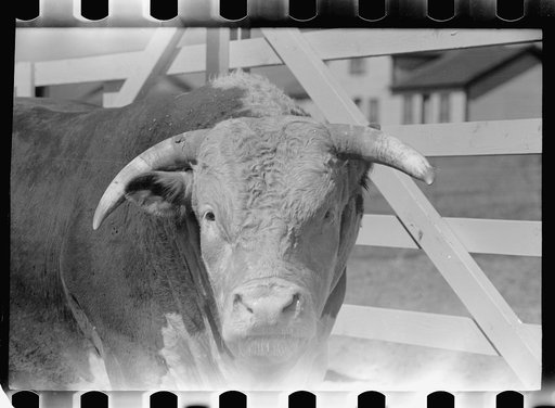 Untitled photo, possibly related to: Purebred Hereford bull, Willow Creek Ranch, Montana