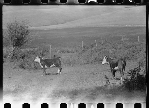 Untitled photo, possibly related to: Purebred Hereford bull, Willow Creek Ranch, Montana