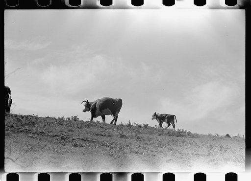 Untitled photo, possibly related to: Purebred Hereford bull, Willow Creek Ranch, Montana