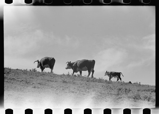 Untitled photo, possibly related to: Purebred Hereford bull, Willow Creek Ranch, Montana