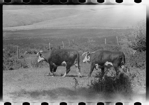 Untitled photo, possibly related to: Purebred Hereford bull, Willow Creek Ranch, Montana