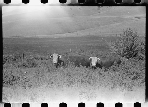 Untitled photo, possibly related to: Purebred Hereford bull, Willow Creek Ranch, Montana