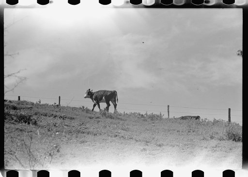 Untitled photo, possibly related to: Calf, Montana