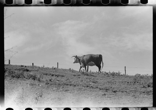 Untitled photo, possibly related to: Calf, Montana