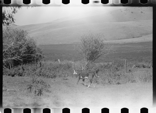 Calf, Montana