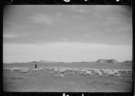Untitled photo, possibly related to: Sheep grazing, Rosebud County, Montana