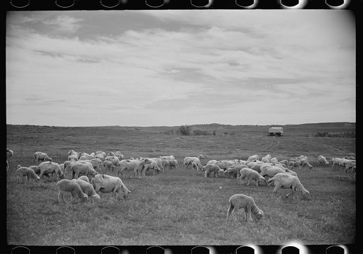 Untitled photo, possibly related to: Sheep grazing, Rosebud County, Montana