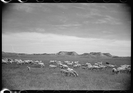 Untitled photo, possibly related to: Sheep grazing, Rosebud County, Montana