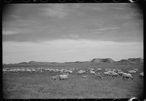 Untitled photo, possibly related to: Sheep grazing, Rosebud County, Montana
