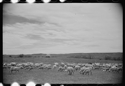 Sheep grazing, Rosebud County, Montana