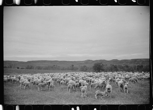 Untitled photo, possibly related to: Sheep grazing, Rosebud County, Montana