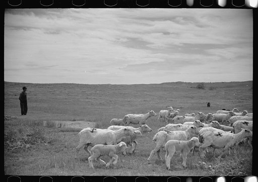 Untitled photo, possibly related to: Sheep grazing, Rosebud County, Montana