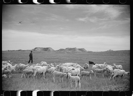 Untitled photo, possibly related to: Sheep grazing, Rosebud County, Montana