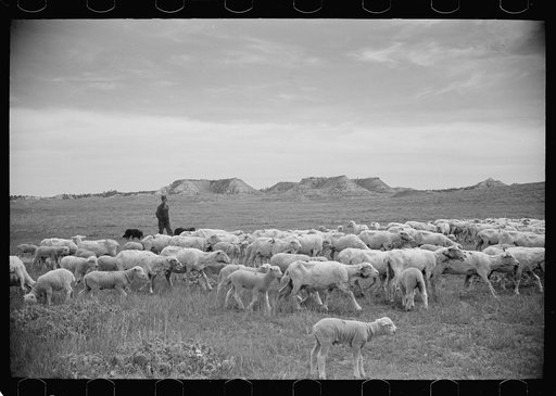 Untitled photo, possibly related to: Sheep grazing, Rosebud County, Montana