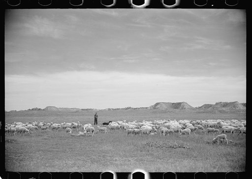 Untitled photo, possibly related to: Sheep grazing, Rosebud County, Montana