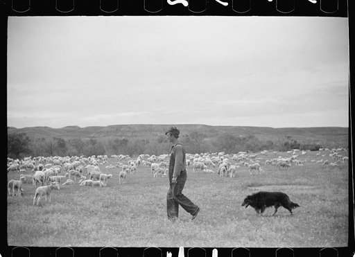 Untitled photo, possibly related to: Sheep grazing, Rosebud County, Montana