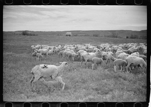 Sheep after shearing, Rosebud County, Montana