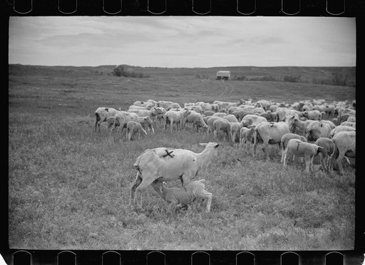 Untitled photo, possibly related to: Sheep after shearing, Rosebud County, Montana