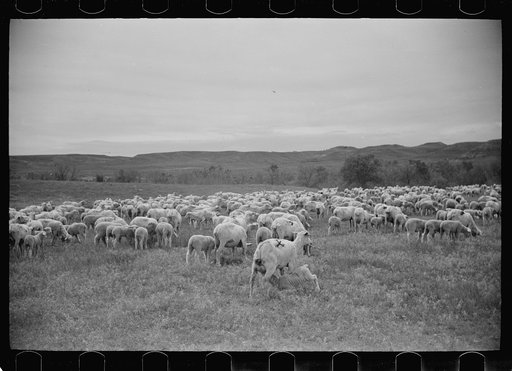 Untitled photo, possibly related to: Sheep after shearing, Rosebud County, Montana