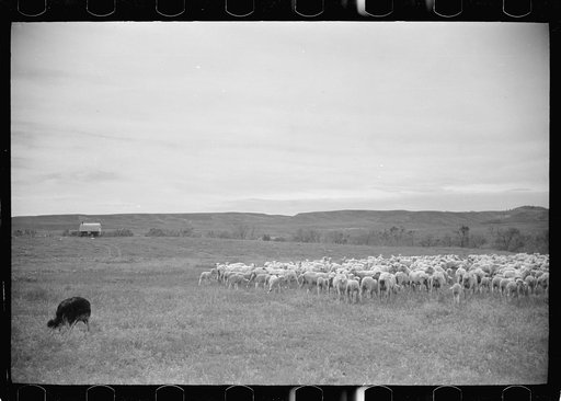 Untitled photo, possibly related to: Sheep after shearing, Rosebud County, Montana