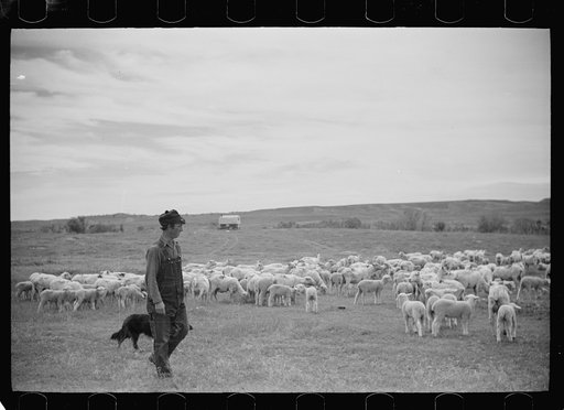 Untitled photo, possibly related to: Sheepherder and flock, Rosebud County, Montana