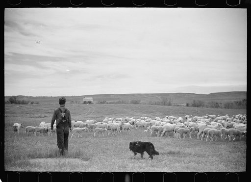 Sheepherder and flock, Rosebud County, Montana