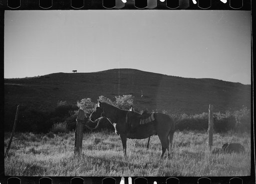 Untitled photo, possibly related to: Rope corral, Quarter Circle U roundup, Big Horn County, Montana