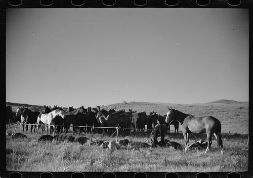 Rope corral, Quarter Circle U roundup, Big Horn County, Montana