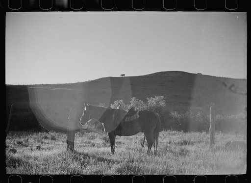 Untitled photo, possibly related to: Rope corral, Quarter Circle U roundup, Big Horn County, Montana
