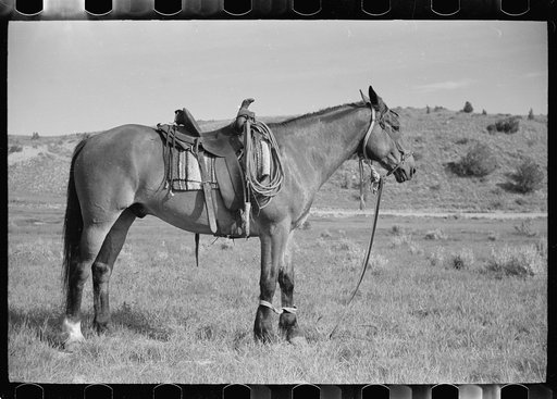 Hobbled horse, Quarter Circle U Ranch, Big Horn County, Montana