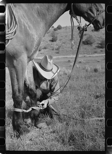 Putting hobble on horse, Quarter Circle U Ranch, Big Horn County, Montana