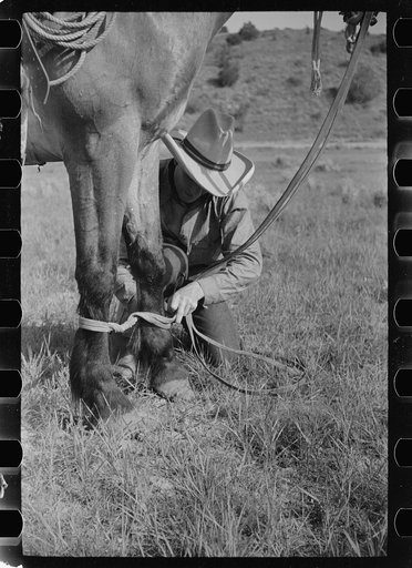 Untitled photo, possibly related to: Putting hobble on horse, Quarter Circle U Ranch, Big Horn County, Montana