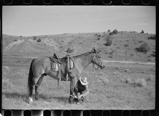 Untitled photo, possibly related to: Putting hobble on horse, Quarter Circle U Ranch, Big Horn County, Montana