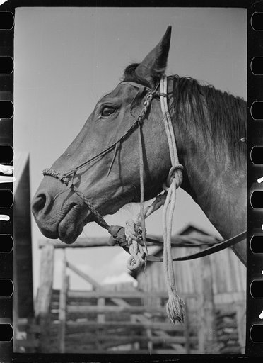 Hackamore on horse, Quarter Circle U Ranch, Big Horn County, Montana