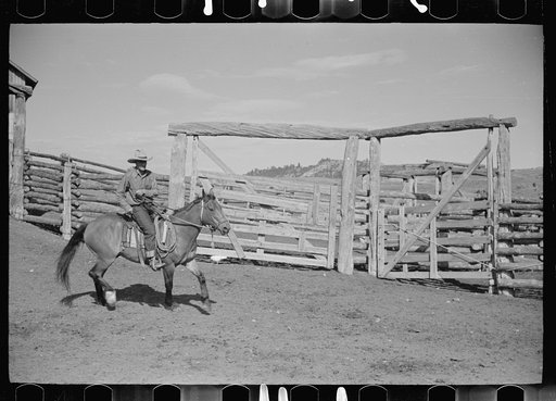 Untitled photo, possibly related to: Cowboy mounting horse, Quarter Circle U Ranch, Big Horn County, Montana