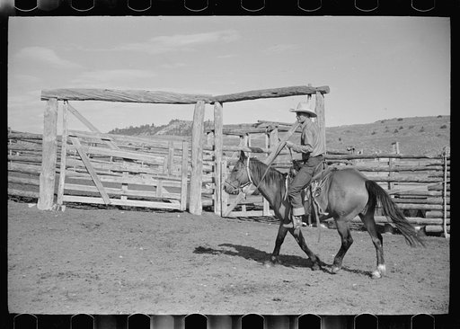 Untitled photo, possibly related to: Cowboy mounting horse, Quarter Circle U Ranch, Big Horn County, Montana