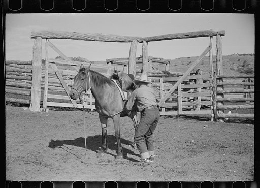 Untitled photo, possibly related to: Cowboy mounting horse, Quarter Circle U Ranch, Big Horn County, Montana