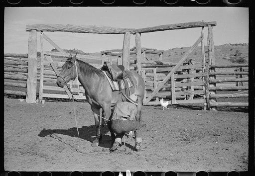 Saddling a horse, Quarter Circle U Ranch, Big Horn County, Montana