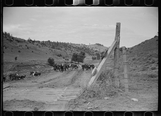 Untitled photo, possibly related to: Cattle guard on rural road, Big Horn County, Montana