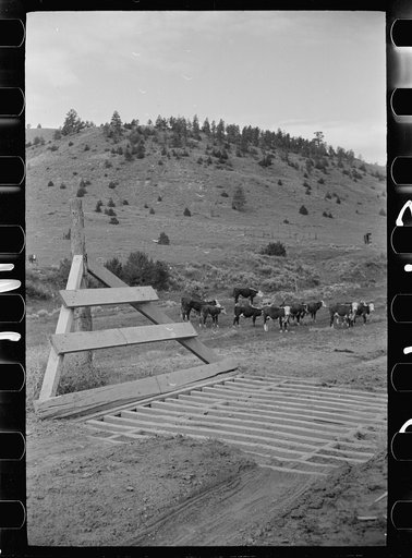 Untitled photo, possibly related to: Cattle guard on rural road, Big Horn County, Montana