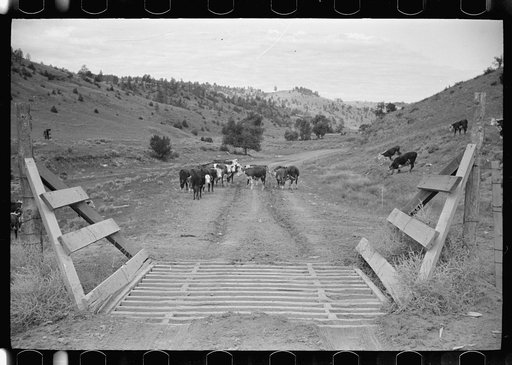 Untitled photo, possibly related to: Cattle guard on rural road, Big Horn County, Montana