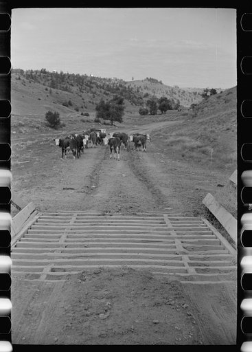 Untitled photo, possibly related to: Cattle guard on rural road, Big Horn County, Montana