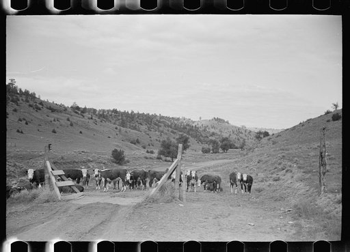 Cattle guard on rural road, Big Horn County, Montana