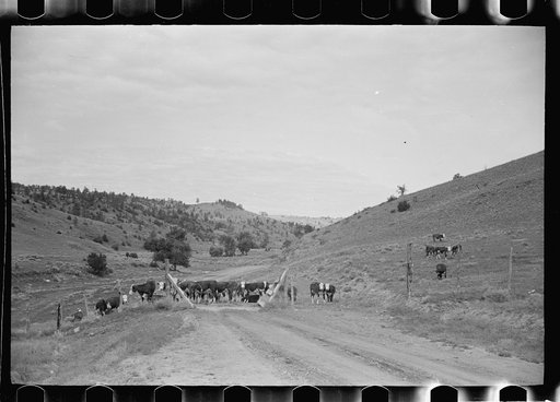 Untitled photo, possibly related to: Cattle guard on rural road, Big Horn County, Montana